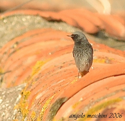 Codirosso spazzacamino (Phoenicurus ochruros).